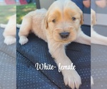 Small #4 Golden Retriever