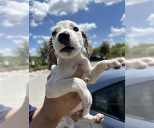 Mutt Dogs for adoption in San Antonio, TX, USA