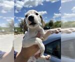 Small Mutt