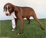 Small #1 Boxer-Chocolate Labrador retriever Mix