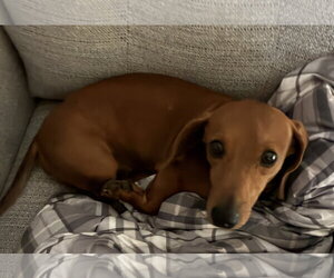 Cedar - Male Dachshund Dog for Adoption - Photo #3