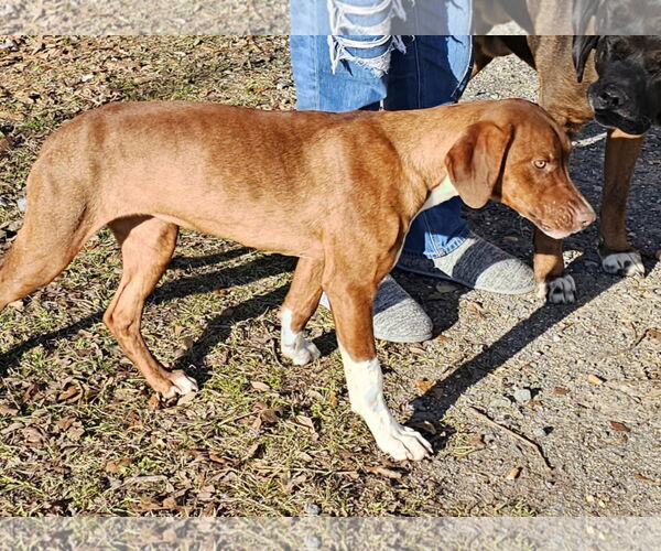 Medium Photo #2 Mutt Puppy For Sale in Farmerville, LA, USA