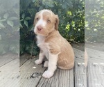 Puppy 3 Catahoula Leopard Dog-Poodle (Standard) Mix