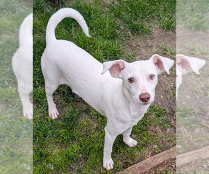 Chanel - Female Chihuahua-Unknown Mix Dog for Adoption - Photo #3