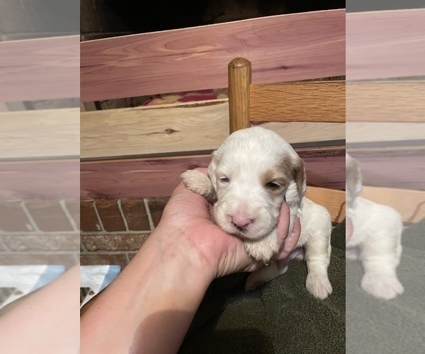 Medium Photo #2 English Setter-Goldendoodle Mix Puppy For Sale in PELZER, SC, USA