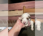 Small Photo #2 English Setter-Goldendoodle Mix Puppy For Sale in PELZER, SC, USA