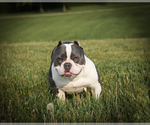Small Photo #6 American Bully Puppy For Sale in MONROE, MI, USA
