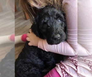 Labradoodle Puppy for sale in GALAX, VA, USA