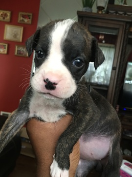 Medium Photo #1 Boxer Puppy For Sale in ENGLEWOOD, NJ, USA