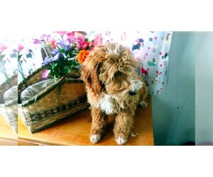 Goldendoodle (Miniature) Litter for sale in CLARE, MI, USA
