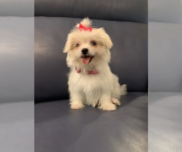 Medium Photo #4 Maltipoo Puppy For Sale in LOS ANGELES, CA, USA