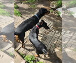 Small #4 Doberman Pinscher