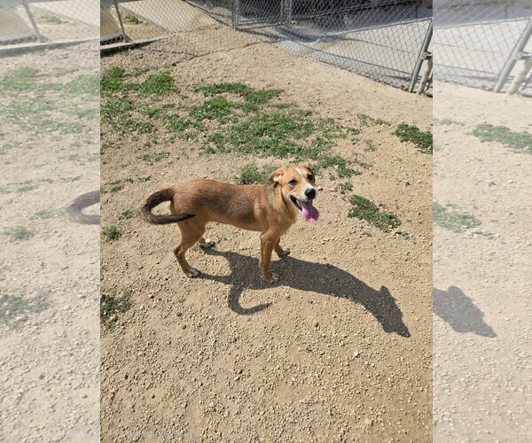 Medium Photo #1 Mutt Puppy For Sale in Maquoketa, IA, USA