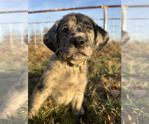 Great Dane-Labrador Retriever Mix Puppy for sale in MANNFORD, OK, USA