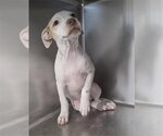 Small Labrador Retriever Mix