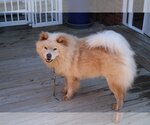 Small #3 Chow Chow