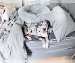 Small #13 Black and Tan Coonhound-Catahoula Leopard Dog Mix