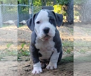 American Bully Puppy for Sale in MOTLEY, Minnesota USA
