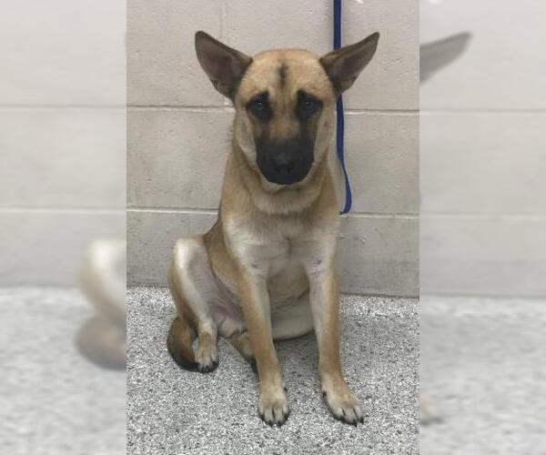 Medium Photo #1 German Shepherd Dog Puppy For Sale in Conroe, TX, USA