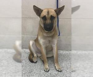German Shepherd Dog Dogs for adoption in Conroe, TX, USA