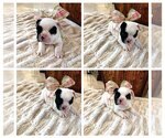 Small Photo #4 French Bulldog Puppy For Sale in HIALEAH, FL, USA
