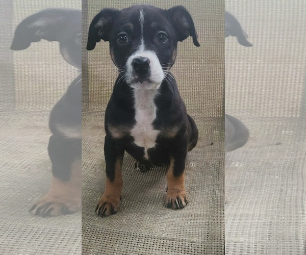 Medium Photo #4 Boxer-Unknown Mix Puppy For Sale in SHERBURNE, NY, USA