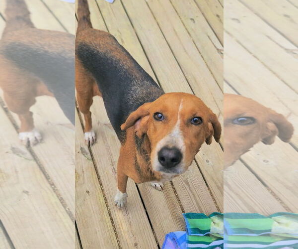 Medium Photo #9 Mutt Puppy For Sale in Murfreesboro, NC, USA