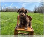 Small Photo #9 Schnauzer (Miniature) Puppy For Sale in NIANGUA, MO, USA