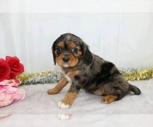 Cavalier King Charles Spaniel Puppy for sale in FREDERICKSBG, OH, USA