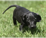 Small #2 Dachshund Mix