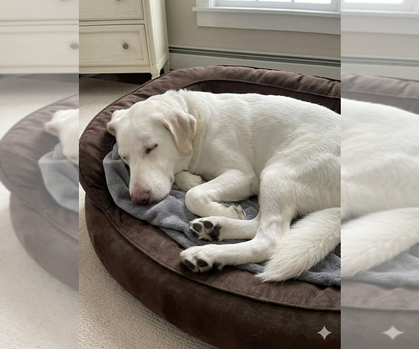 Medium Photo #3 Labrenees Puppy For Sale in Grovertown, IN, USA