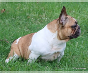 Mother of the French Bulldog puppies born on 09/05/2025