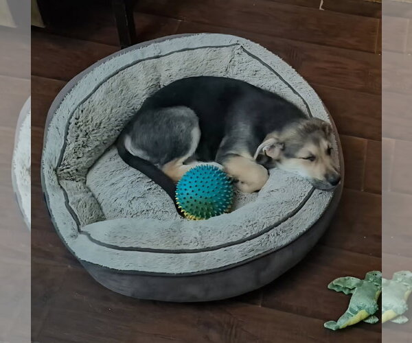 Medium Photo #3 German Shepherd Dog-Unknown Mix Puppy For Sale in The Woodlands, TX, USA