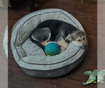 Small #2 German Shepherd Dog Mix