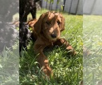 Small #3 Goldendoodle