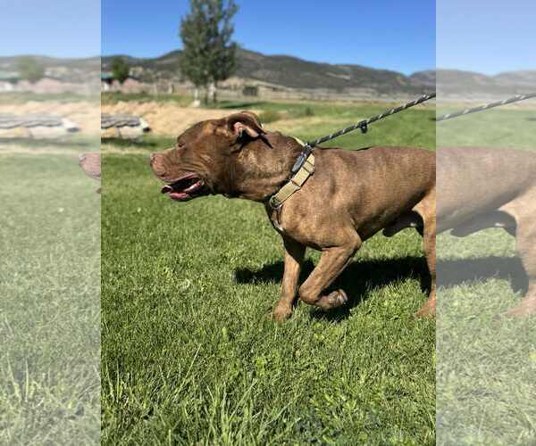 Medium Photo #3 American Pit Bull Terrier Puppy For Sale in MIDWAY, UT, USA