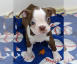 Small #1 Boston Terrier