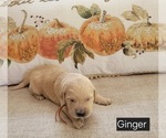 Puppy Ginger Golden Retriever
