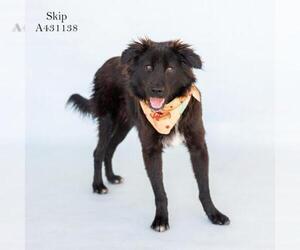 Border Collie-Unknown Mix Dogs for adoption in Conroe, TX, USA