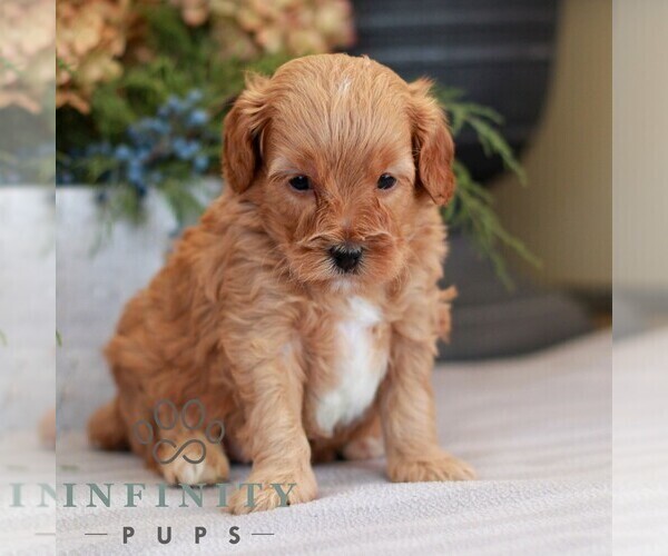 Medium Photo #3 Cavapoo (Miniature) Puppy For Sale in NARVON, PA, USA