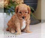Small #2 Cavapoo (Miniature)