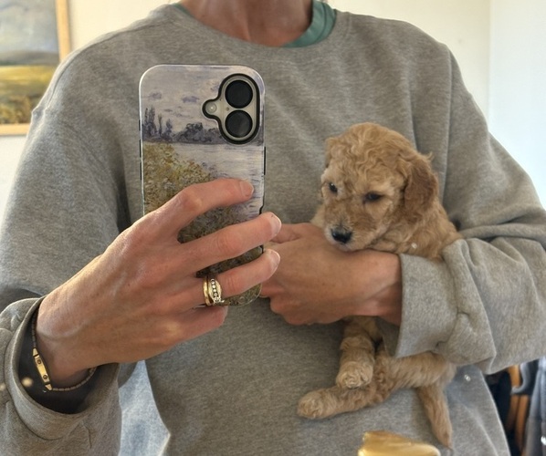 Medium Photo #6 Goldendoodle Puppy For Sale in BATTLE GROUND, WA, USA
