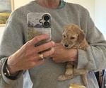 Small #5 Goldendoodle