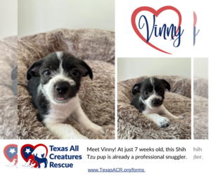 Shih Tzu Dogs for adoption in Lillian, TX, USA