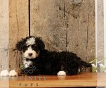Small #3 Bernedoodle (Miniature)