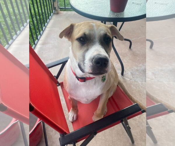 Medium Photo #18 American Pit Bull Terrier-Golden Retriever Mix Puppy For Sale in Peoria, AZ, USA