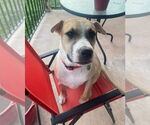 Small #17 American Pit Bull Terrier-Golden Retriever Mix