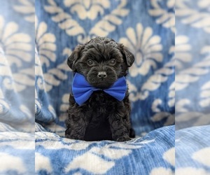 Poodle (Miniature)-Shorkie Tzu Mix Puppy for sale in CHRISTIANA, PA, USA