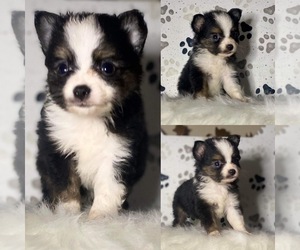 Miniature Australian Shepherd Puppy for sale in BROOKER, FL, USA