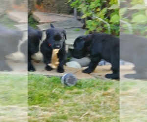German Shorthaired Pointer-Goldendoodle Mix Puppy for sale in PUYALLUP, WA, USA